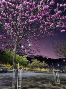 Lindo ipê roxo clicado por Beto Trajano em BH (Cidade Administrativa), em junho.