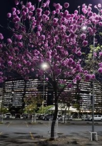 Lindo ipê roxo clicado por Beto Trajano em BH (Cidade Administrativa), em junho.