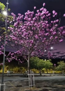 Lindo ipê roxo clicado por Beto Trajano em BH (Cidade Administrativa), em junho.