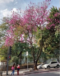 Lindo ipê roxo clicado por mim em BH (Contorno), em julho.