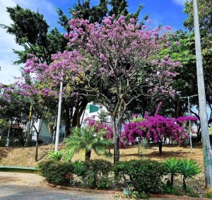 Lindo ipê roxo clicado por Galeano em BH (bairro Dona Clara), em julho.