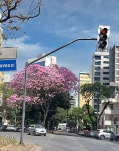 Lindo ipê roxo clicado por mim em BH (Getúlio Vargas), em junho.