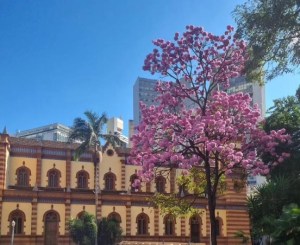 Lindo ipê roxo clicado por Rose de Castro em BH (Igreja São José), em junho.