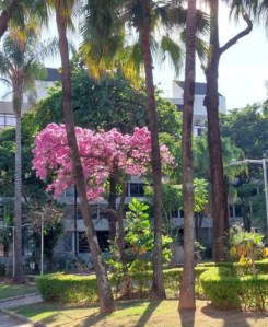 Lindo ipê roxo clicado por mim em BH (Praça José Mendes Júnior), em junho.