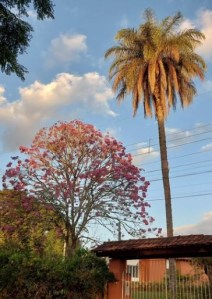 Lindo ipê roxo clicado por mim em Juatuba, em junho.