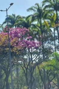 Lindo ipê roxo clicado por mim em BH (praça da Liberdade), em junho.
