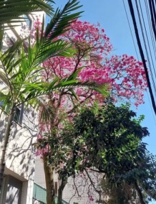 Lindo ipê roxo clicado por mim em BH (Sion), em julho.