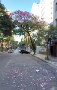 Lindo ipê roxo clicado por mim em BH (Lourdes), em junho.