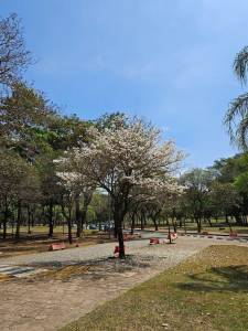 Ipê branco clicado por Galeano em BH (Campus da UFMG), em setembro.