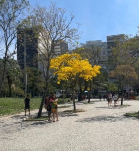 Lindo ipê amarelo clicado por Paty Gomes Lima no Aterro do Flamengo, Rio, em setembro.