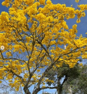 Lindo ipê amarelo clicado por Paty Gomes Lima no Aterro do Flamengo, Rio, em setembro.