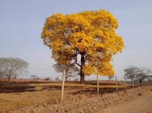 Lindo ipê amarelo clicado por Marina Victal em Nova Serrana, em agosto.