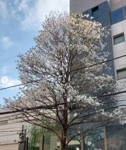 Lindo ipê branco clicado por mim em BH (Carmo), em agosto.