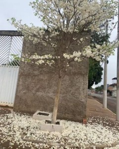 Lindo ipê branco clicado por Hellen Silva em Buritizeiro, em agosto.