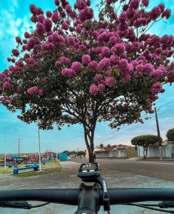 Ipê roxo clicado por Anderson Pelói em Goioerê (PR), em julho.