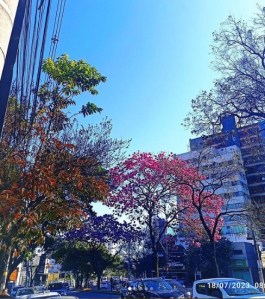 Lindo ipê roxo clicado por Alex em BH (Contorno com Amazonas), em julho.