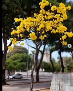 Lindo ipê amarelo clicado por mim em BH (Praça José Mendes Júnior), em agosto.