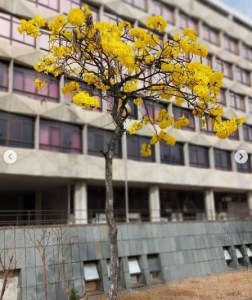 Lindo ipê amarelo clicado por mim em BH (Praça José Mendes Júnior), em agosto.