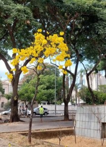 Lindo ipê amarelo clicado por mim em BH (Praça José Mendes Júnior), em agosto.