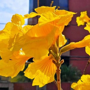 Lindo ipê amarelo clicado por Galeano em BH (bairro Liberdade), em julho.