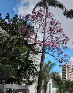 Lindo ipê roxo clicado por José de Castro em BH (Minas Tênis Clube), em junho.