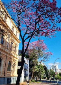 Lindo ipê roxo clicado por Beto Trajano em BH (Praça da Liberdade), em junho.