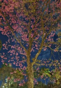 Lindo ipê roxo clicado por Beto Trajano em BH (Praça da Liberdade), em junho.