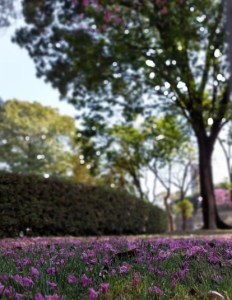 Lindo ipê roxo clicado por mim em BH (praça da Liberdade), em julho.