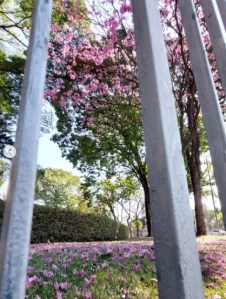 Lindo ipê roxo clicado por mim em BH (praça da Liberdade), em julho.