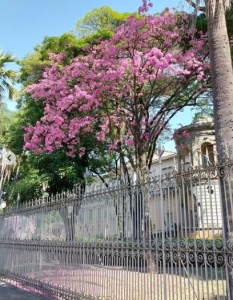 Lindo ipê roxo clicado por mim em BH (praça da Liberdade), em julho.