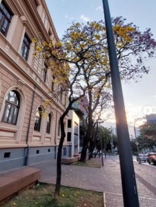 Lindo ipê amarelo clicado por mim em BH (Praça da Liberdade), em julho.
