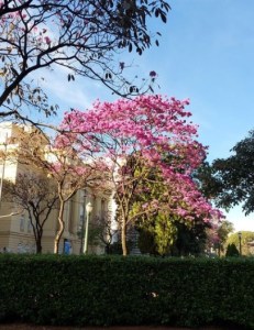Lindo ipê roxo clicado por mim em BH (praça da Liberdade), em junho.