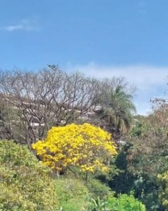 Lindo ipê amarelo clicado por mim em BH (PUC), em agosto.