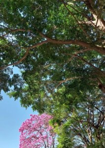 Lindo ipê roxo clicado por mim em BH (clube Recreativo), em junho.