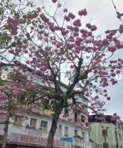 Lindo ipê roxo clicado por Amanda Costa em Santos Dumont (MG), em julho.