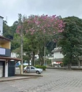 Lindo ipê roxo clicado por Amanda Costa em Santos Dumont (MG), em julho.
