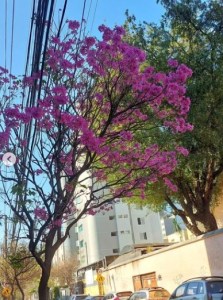 Lindo ipê roxo clicado por mim em BH (Savassi), em julho.