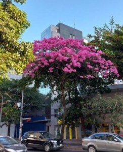 Lindo ipê roxo clicado por mim em BH (Savassi), em julho.