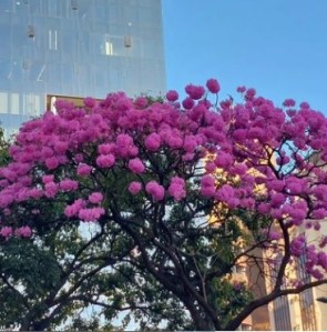 Lindo ipê roxo clicado por mim em BH (Savassi), em julho.