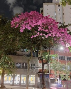 Lindo ipê roxo clicado por mim em BH (Savassi), em julho.