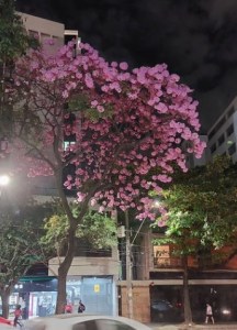 Lindo ipê roxo clicado por mim em BH (Savassi), em julho.