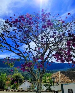 Lindo ipê roxo clicado por Mônica Moreno em Tiradentes, em julho.