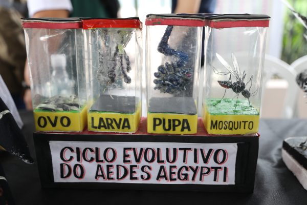 Ciclo evolutivo do Aedes Aegypti, o transmissor da dengue: ovo, larva, pupa e mosquito. Manaus AM 02.03.04 - “Dia D” de Combate à Dengue em Manaus Foto: Phil Limma / Semcom03