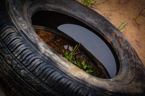 Foto mostra pneu cheio de água, foco clássico da dengue. Limpeza dos Depósitos de Veículos. Joinville (SC) , 26/02/2024 - Uma força tarefa do governo do Estado por meio do Detran iniciou para a retirada veículos e sucatas que estão nos depósitos credenciados pelo Detran em todo estado. Nesse segunda-feira (26), os veículos passaram pela desinfecção ,prensa e depois foram retirados do local para evitar que se tornem focos de criação do mosquito ,Aedes Aegypti, transmissor da Dengue. Foto Ricardo Wolffenbüttel/Secom
