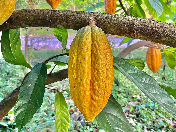 Minas Gerais virou a nova terra do cacau