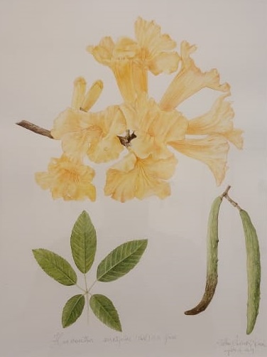 Ipê amarelo. Arte: Belkiss. Foto: blog da kikacastro