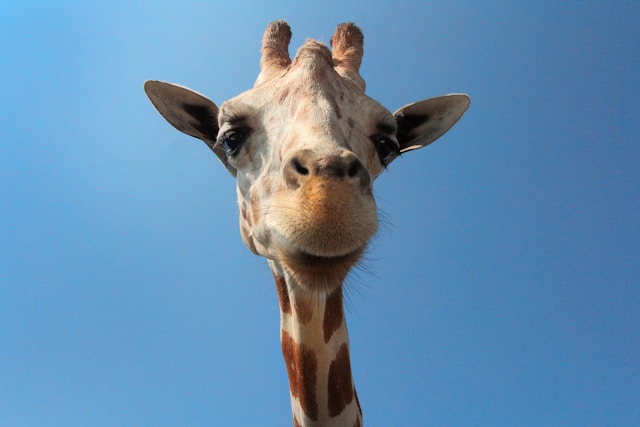 Girafa é o símbolo da comunicação não violenta (CNV).