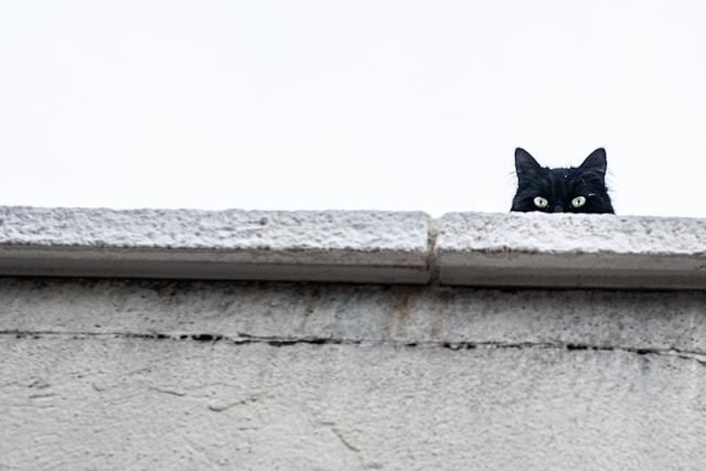 Gato preto fotografado por Clément Falize / Unsplash.