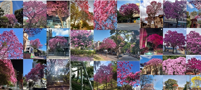 Veja as fotos dos ipês da florada de 2025 (e seja bem-vinda, primavera!)