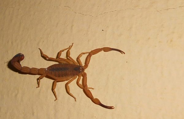 Escorpião em foto de 2014. Crédito: Hjalmar Turesson / Wikimedia